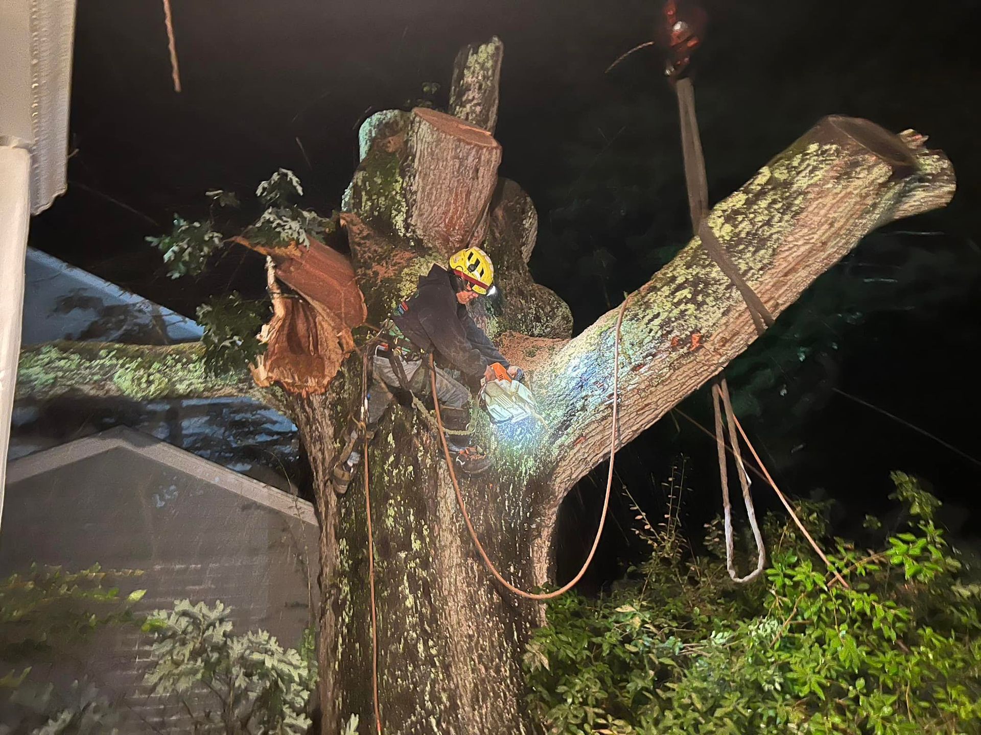 Arborist using a chainsaw on a large tree branch at night, secured by ropes. Yellow hard hat.
