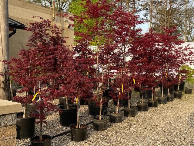 Small trees