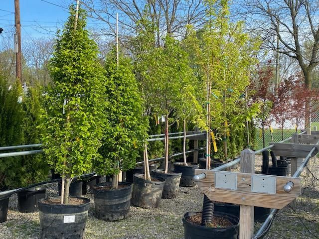 A row of potted trees in a garden.