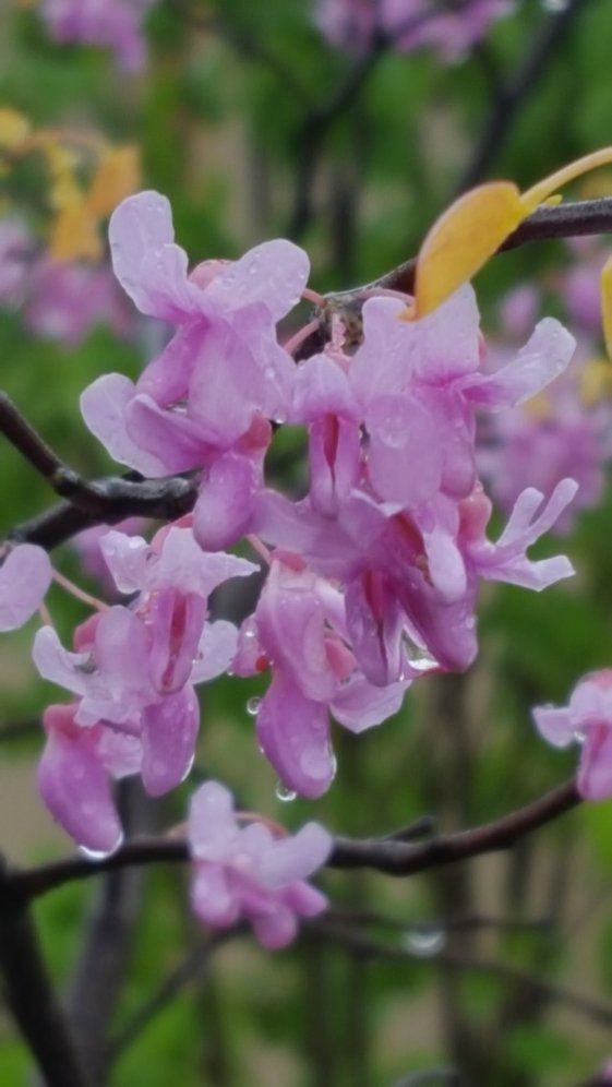 Closeup of flowering plant