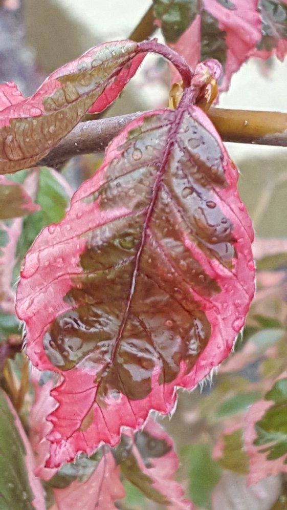 Closeup of plant leaf