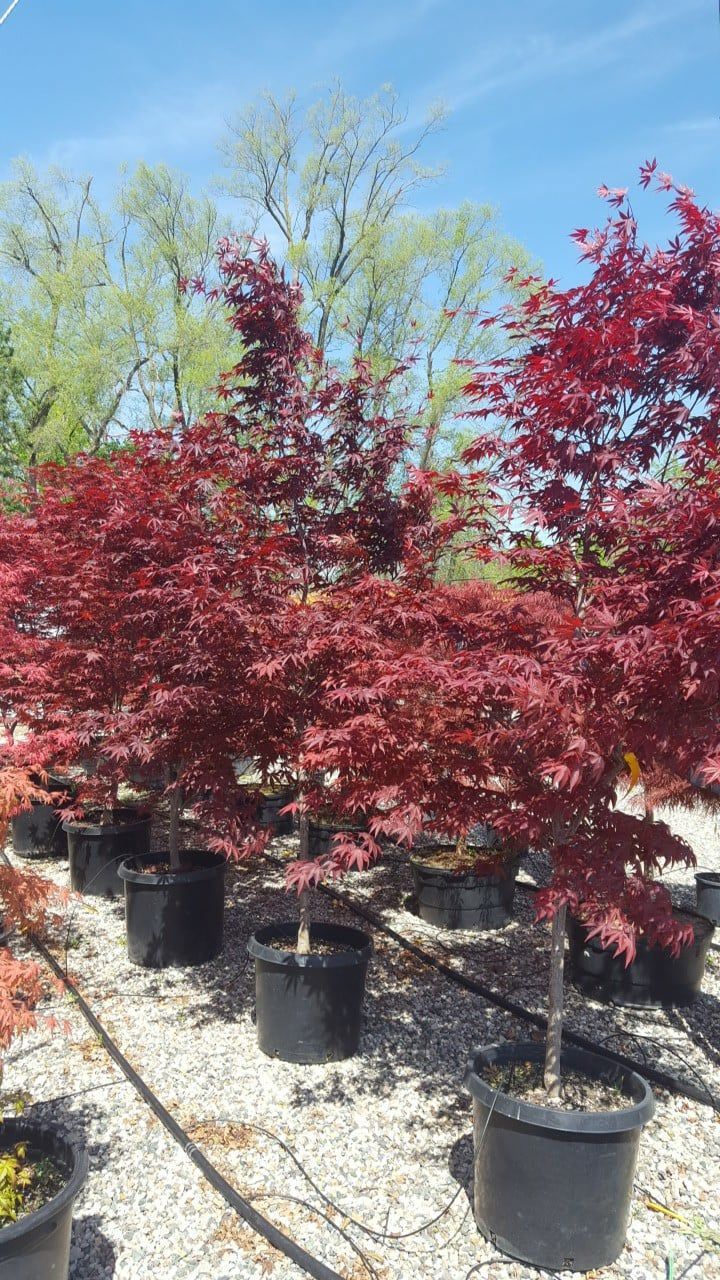 Small trees