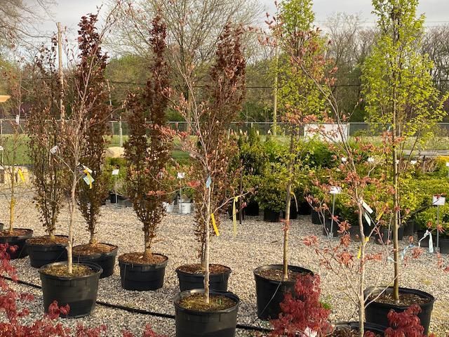 A row of potted trees in a garden center.
