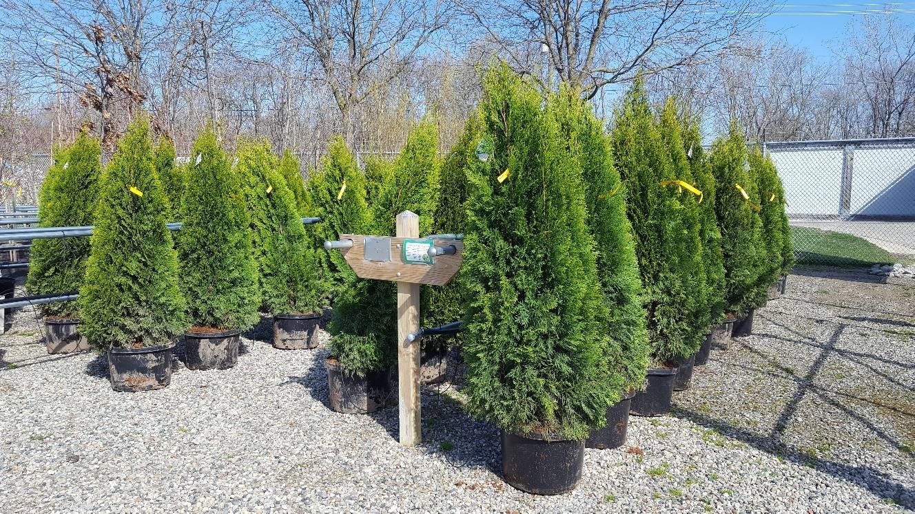 Shrubs
