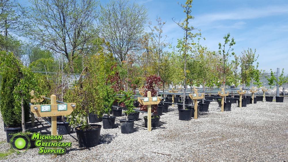 A lot of potted plants are lined up in a garden.