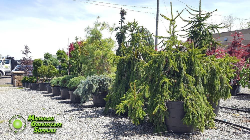 A row of potted plants sitting on top of gravel in a garden.