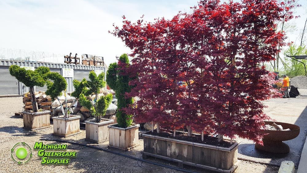 A row of potted plants including a red maple tree
