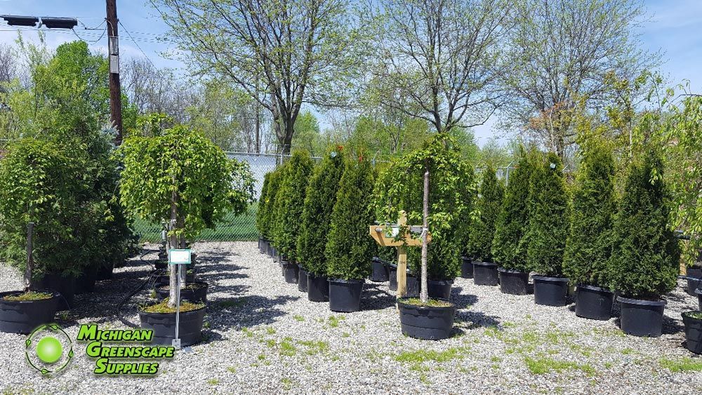 A row of trees in pots in a garden.