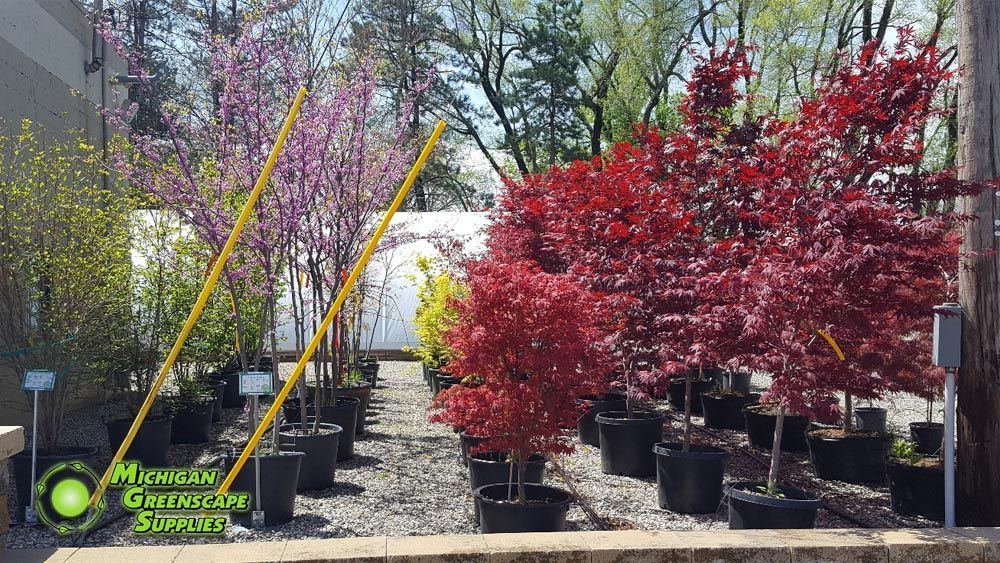 A row of potted trees with red leaves in a garden.