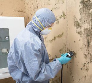 Mold inspection and removal