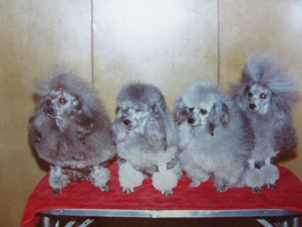Four fluffy gray puppies sitting on a red bench against a wood-paneled wall