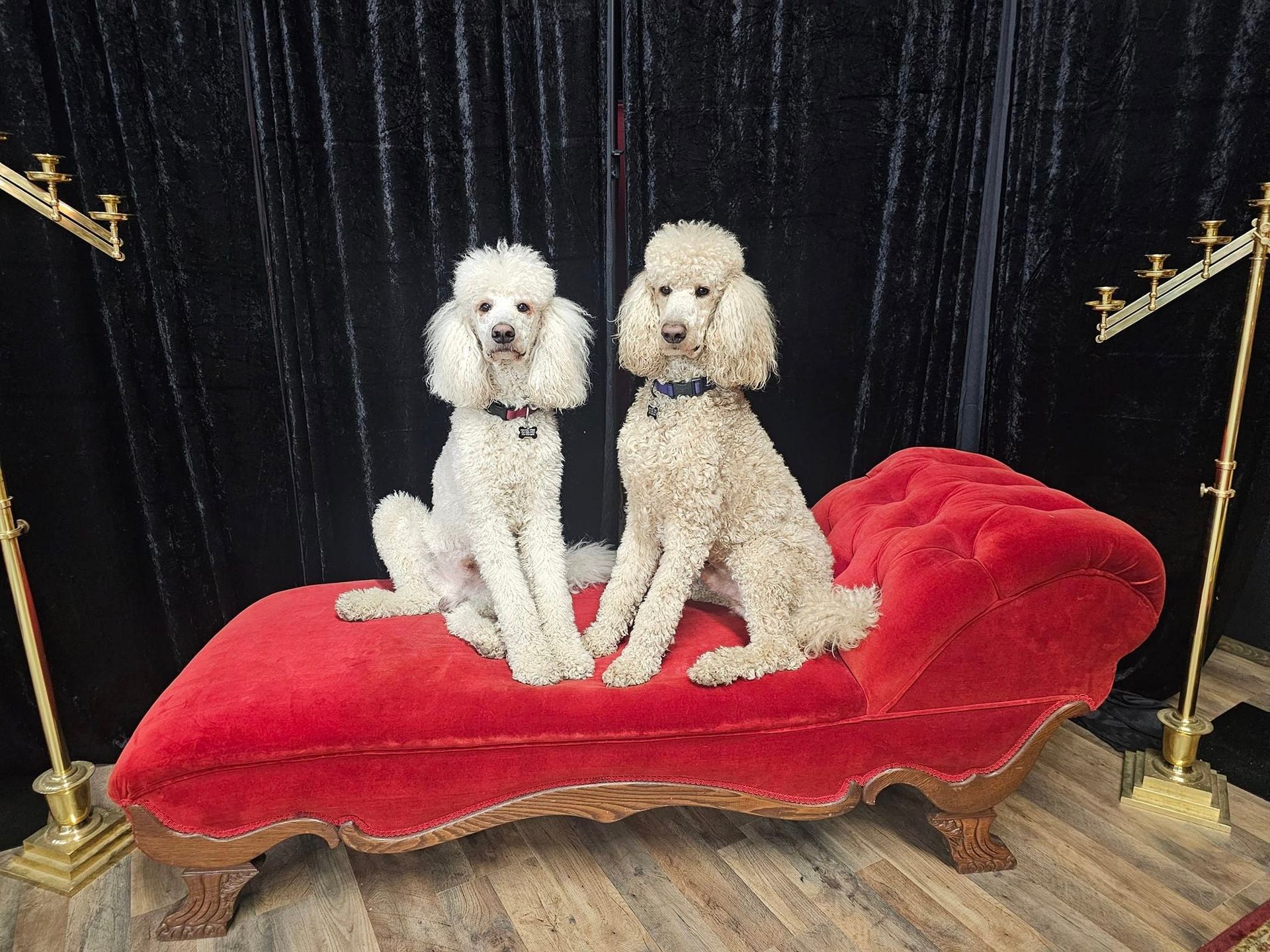 Two poodles sitting on a red velvet chaise lounge against a black backdrop.