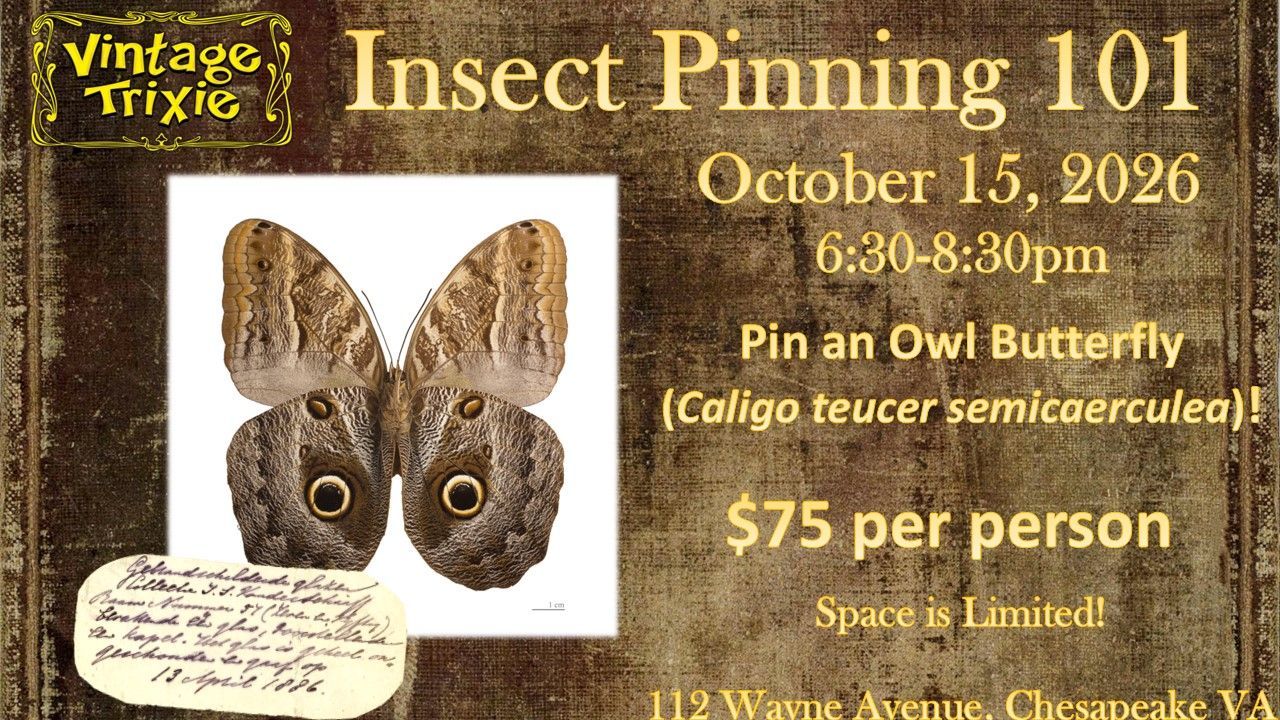 Flyer for “Insect Pinning 101” with owl butterfly, Oct. 15, 2026, $75, at Vintage Thirx