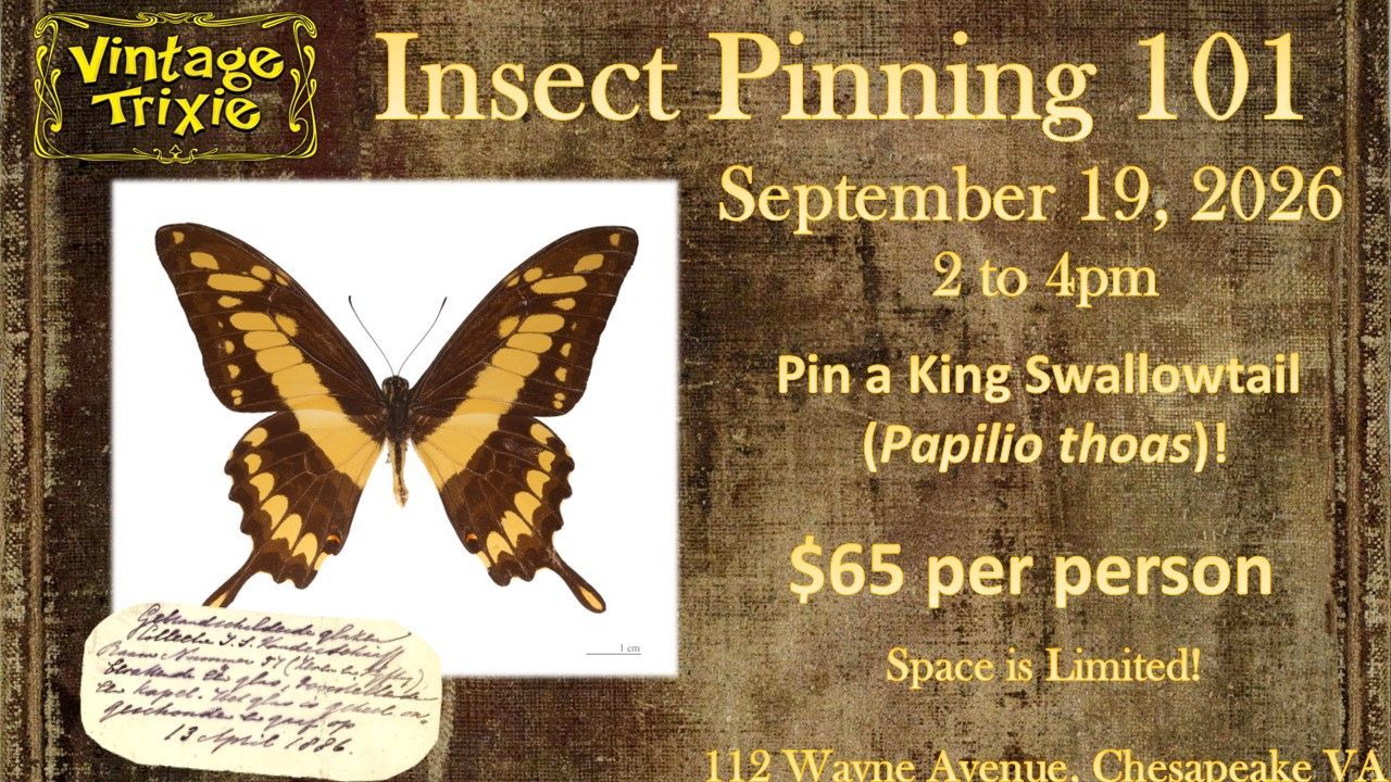 Insect pinning workshop flyer with framed swallowtail butterfly, Sep. 19, 2026, $65 per person