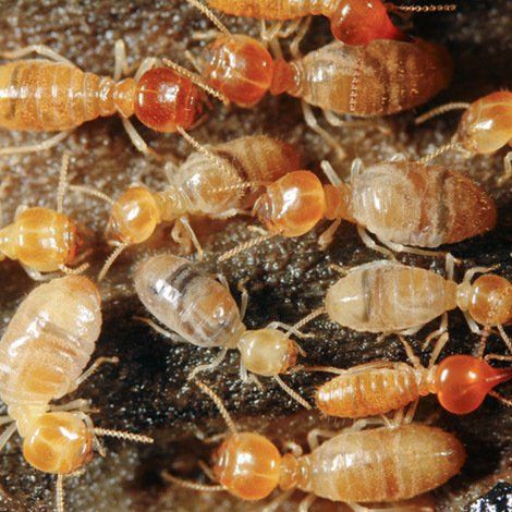 Termites