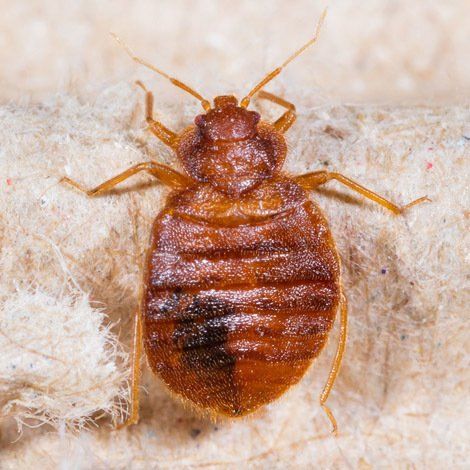 Bed bug