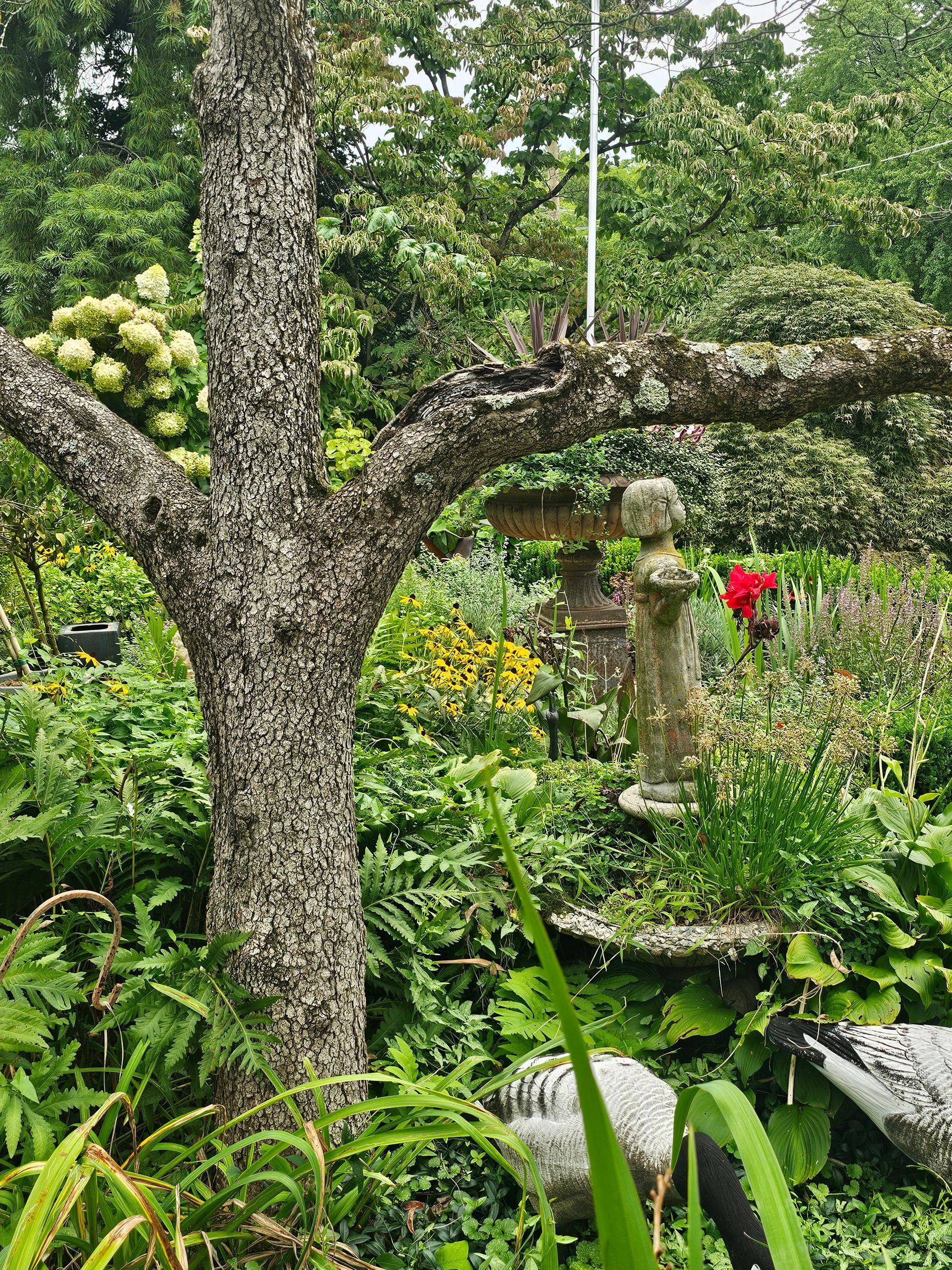 Mossy tree trunk in a lush garden with green foliage, white flowers, and a bright red bloom