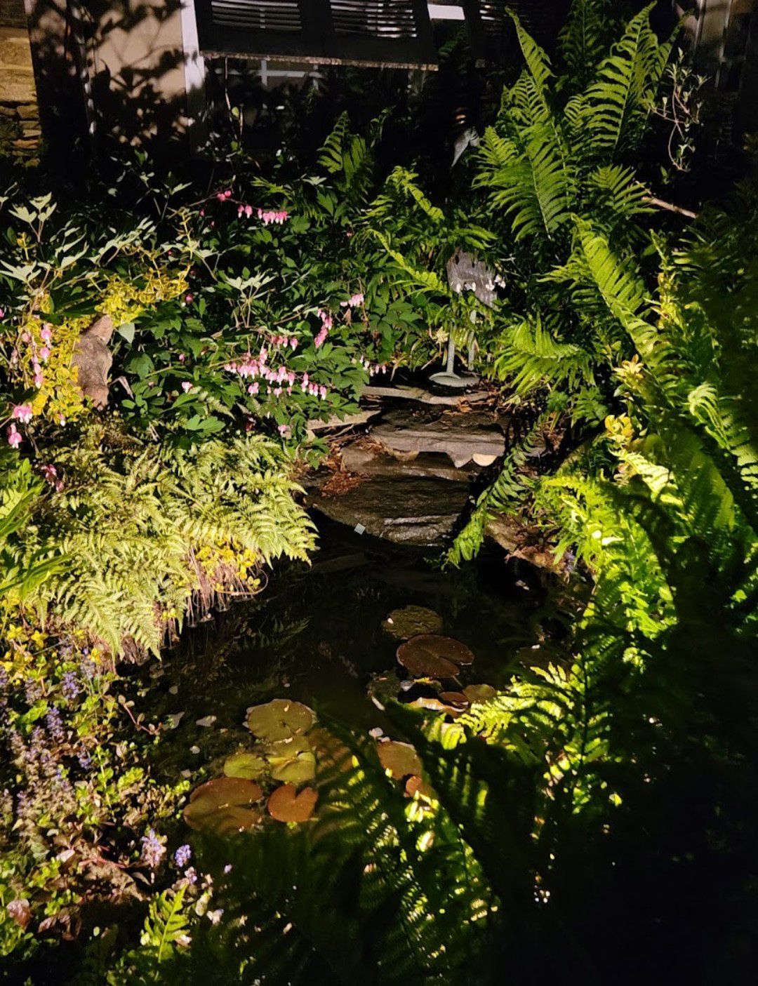 Shaded garden pond with rocks, ferns, and pink flowers in dappled sunlight