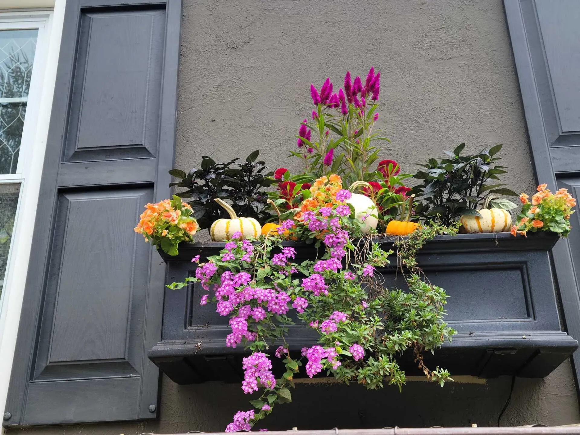 Flower-filled window box with pink, purple, orange, and white blooms on a gray building facade