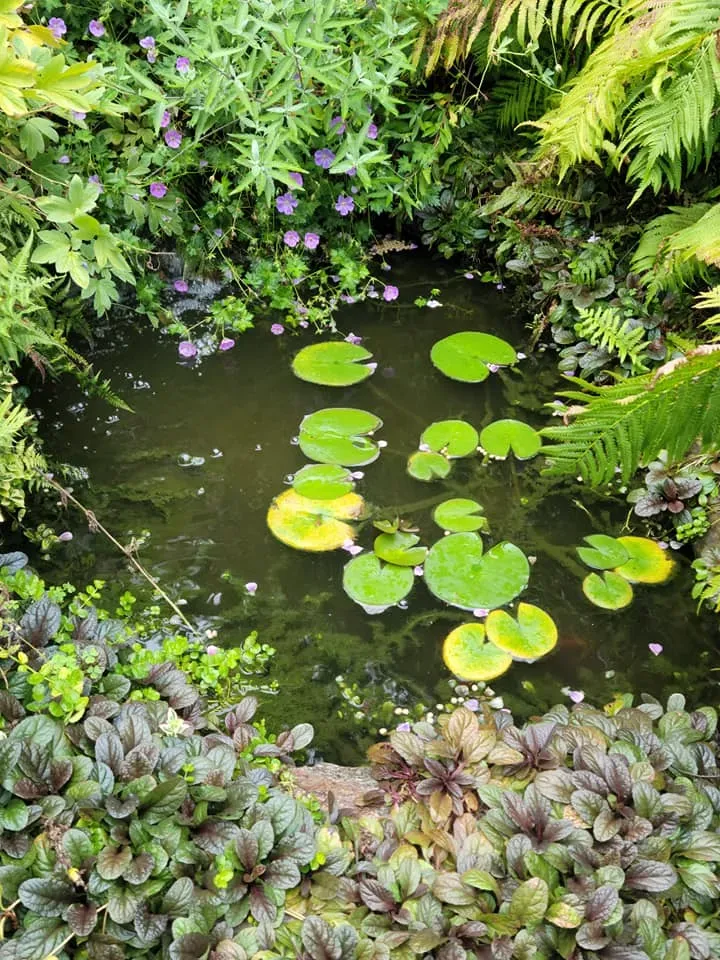 Small garden pond with lily pads, surrounded by lush green foliage and purple flowers