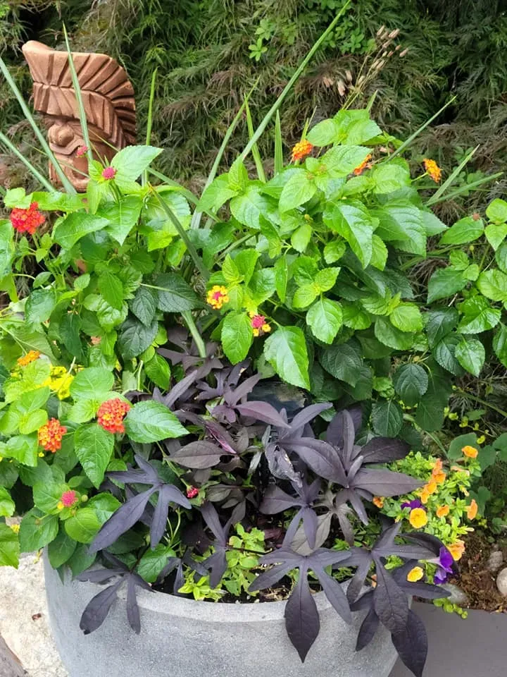 Potted garden with lush green and purple foliage, small orange and yellow flowers, and a decorative stone border