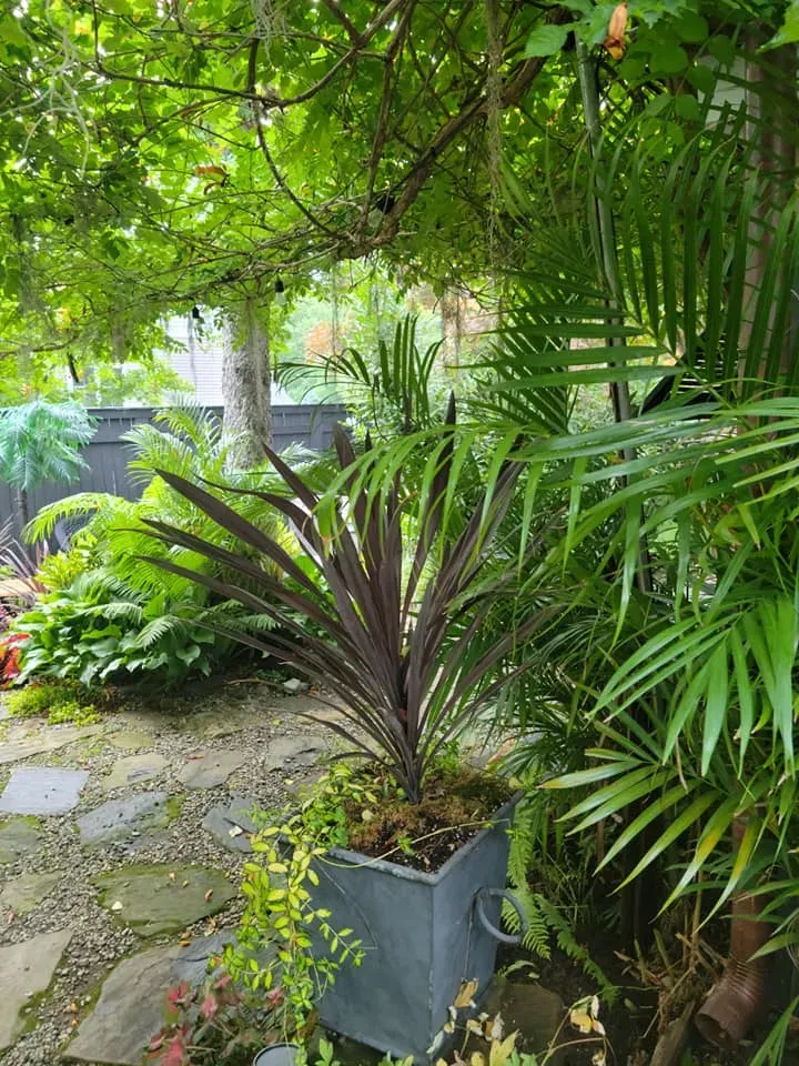 Lush garden path with a potted burgundy plant and dense green tropical foliage