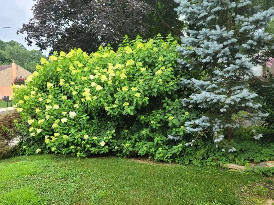 Lush green shrubs with yellow flowers beside a silver-blue bush along a lawn and garden edge