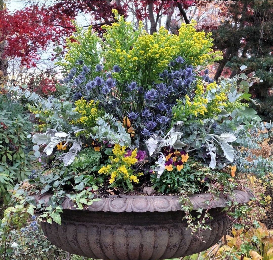 Large flower planter with yellow, purple, and silver foliage in a garden setting