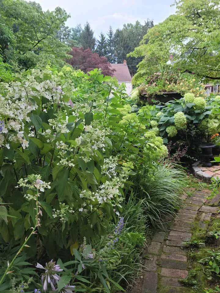 Lush garden path with stone pavers, dense green shrubs, white flowers, and a house roof in the background