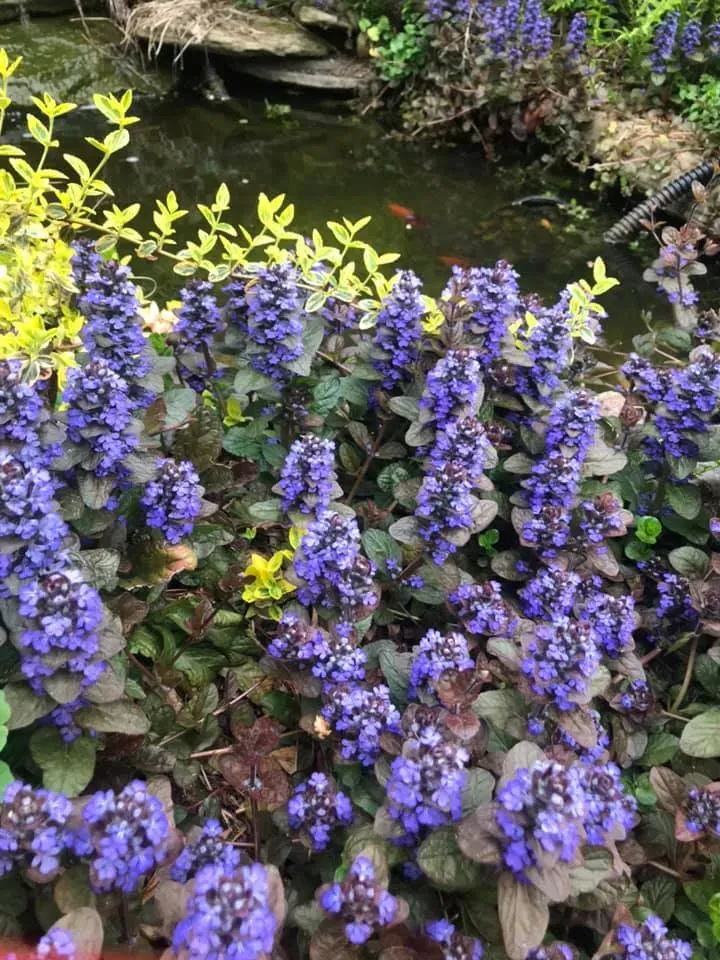 Purple flowers blooming beside a small garden pond with green lily pads and foliage