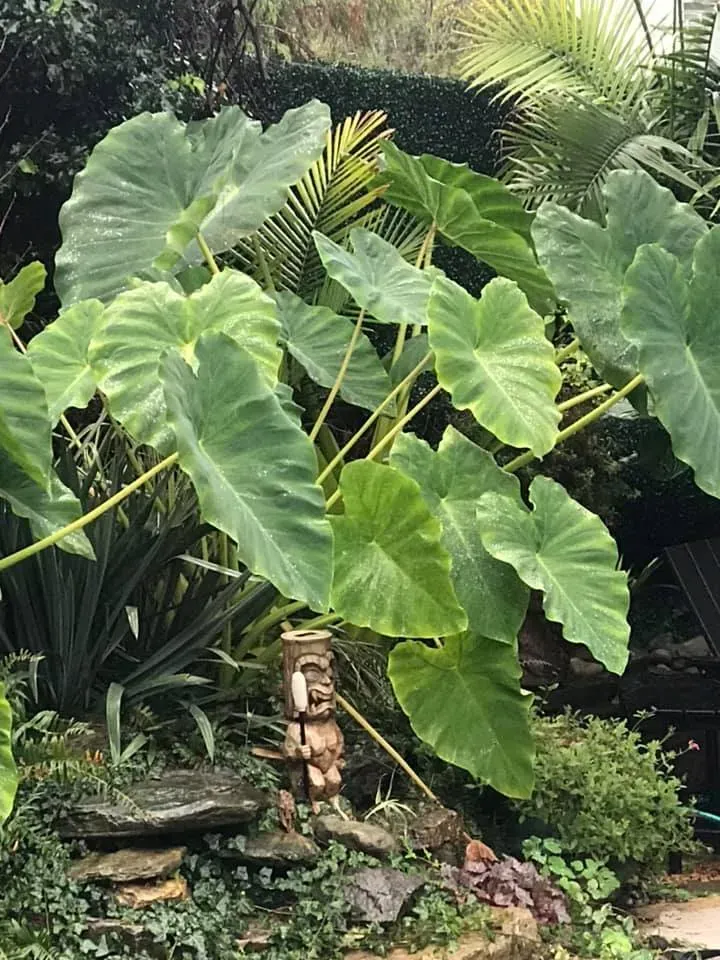 Large tropical plant with broad green leaves in a lush garden setting