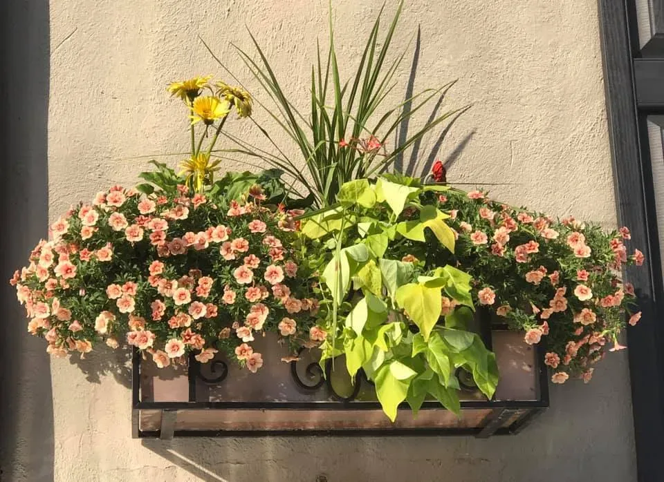 Flower-filled window box with pink blossoms and green foliage against a stucco wall