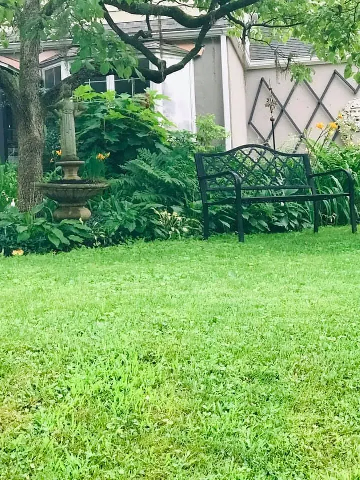 Grassy garden with a black metal bench, trees, and lush green plants near a house