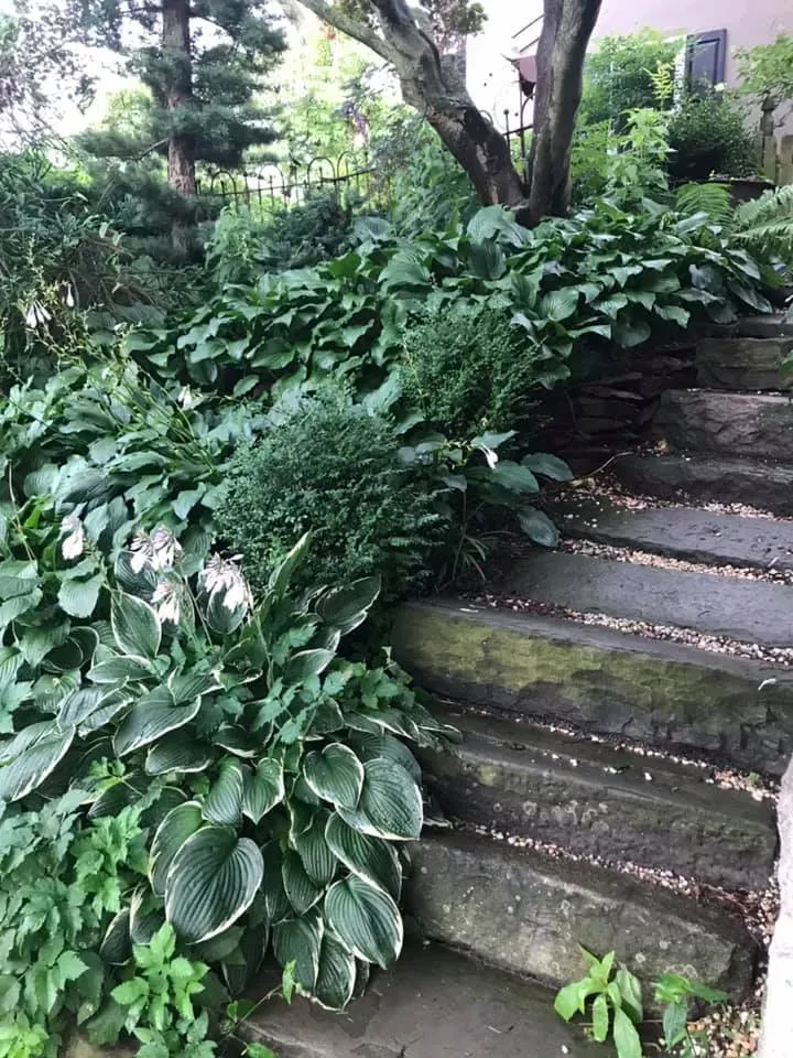 Overgrown stone steps beside lush green foliage and trees in a garden setting