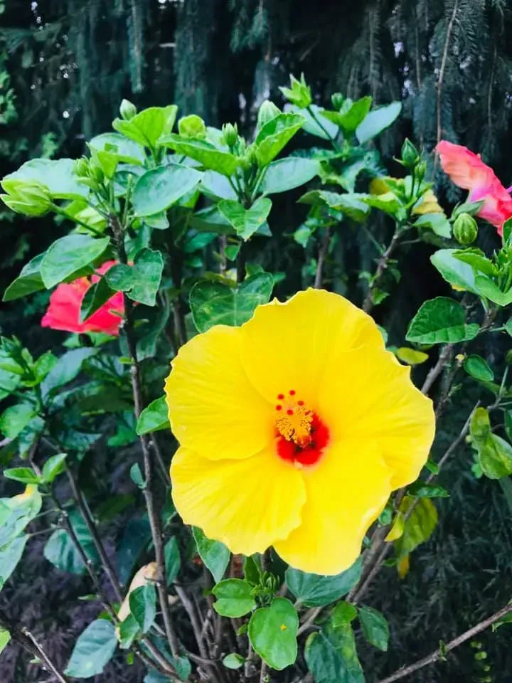 Yellow hibiscus flower blooming among green leaves with red buds on a dark background