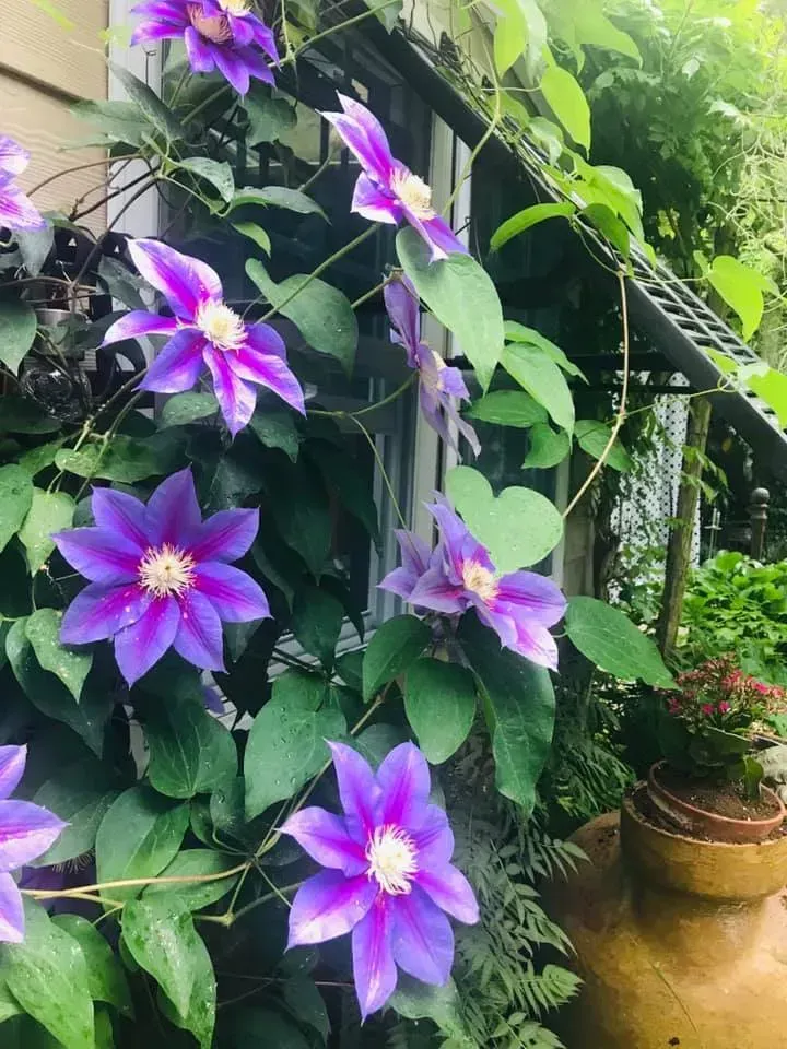 Purple clematis flowers climbing a garden trellis beside a potted plant and walkway