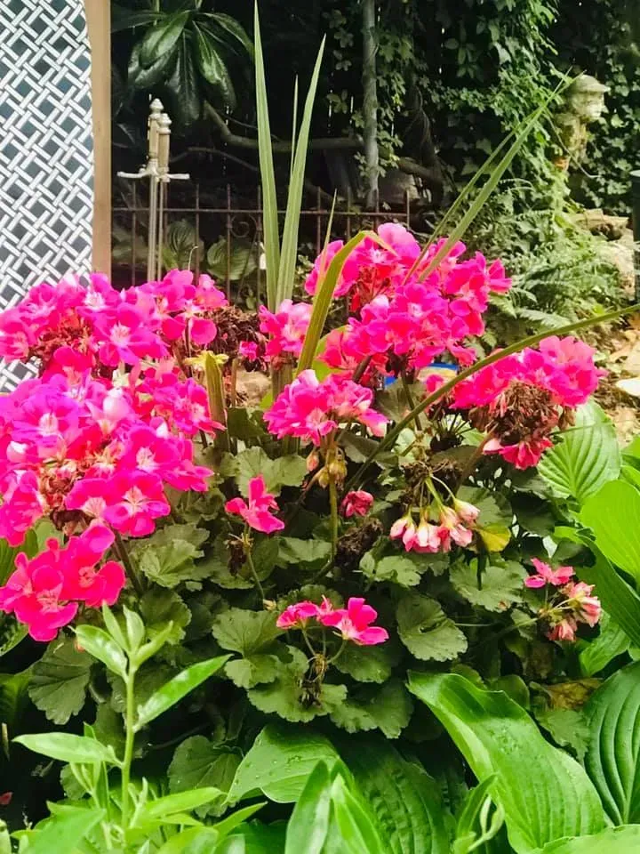Bright pink flowers blooming in a lush garden with green leaves and bamboo fencing