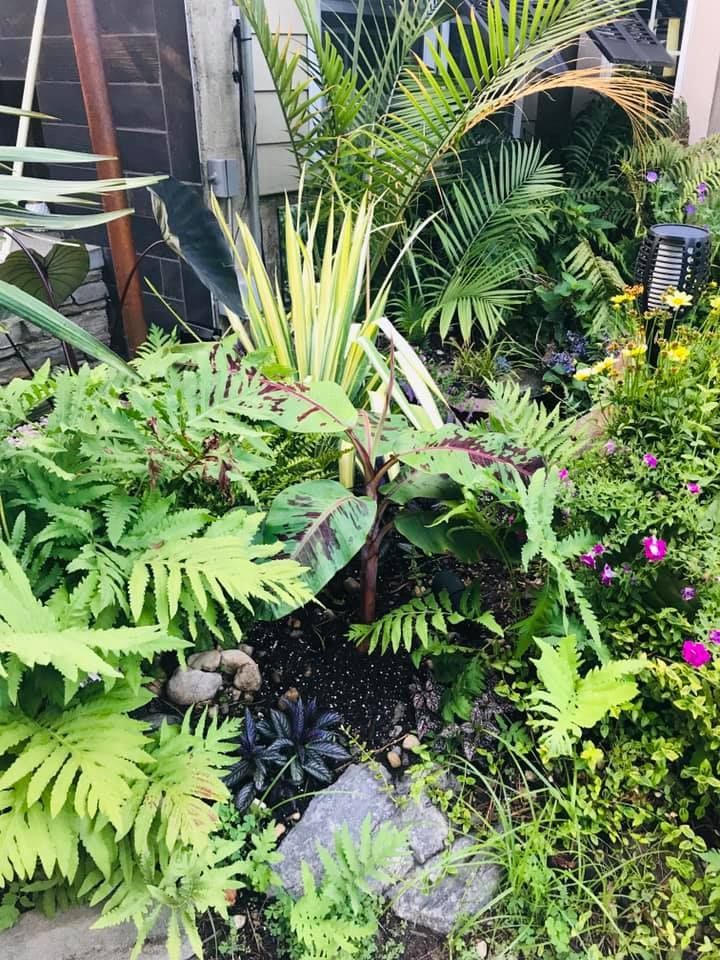 Lush garden bed with green tropical plants, rocks, and small pink flowers beside a house.