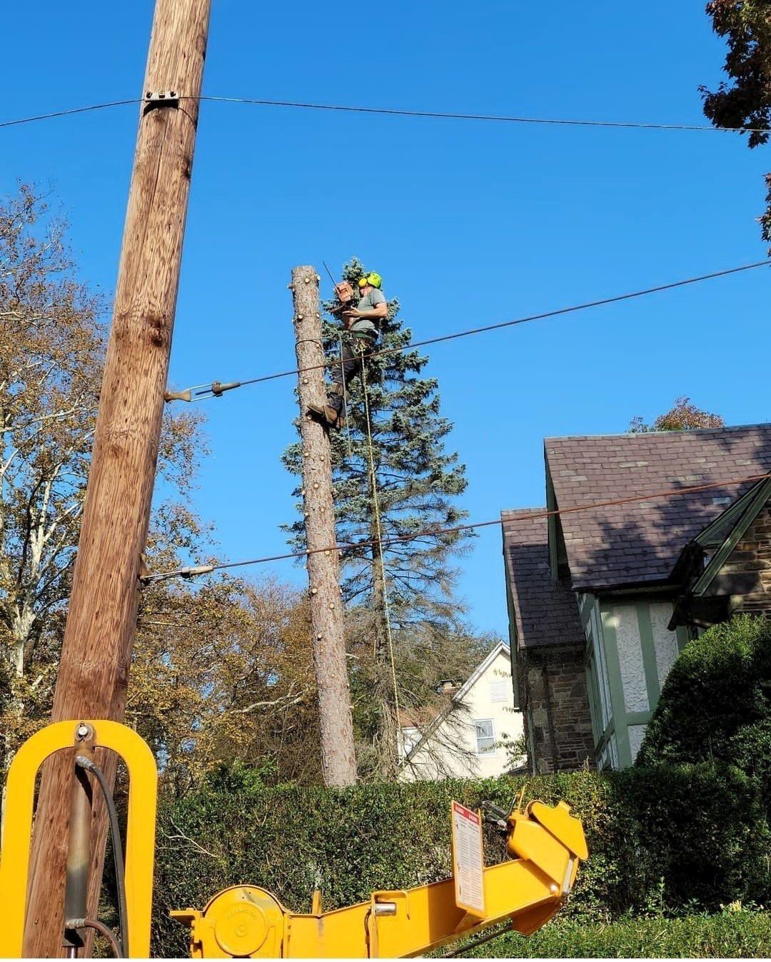 Utility worker atop a tall tree near power lines beside a house and yellow machinery under a blue sky