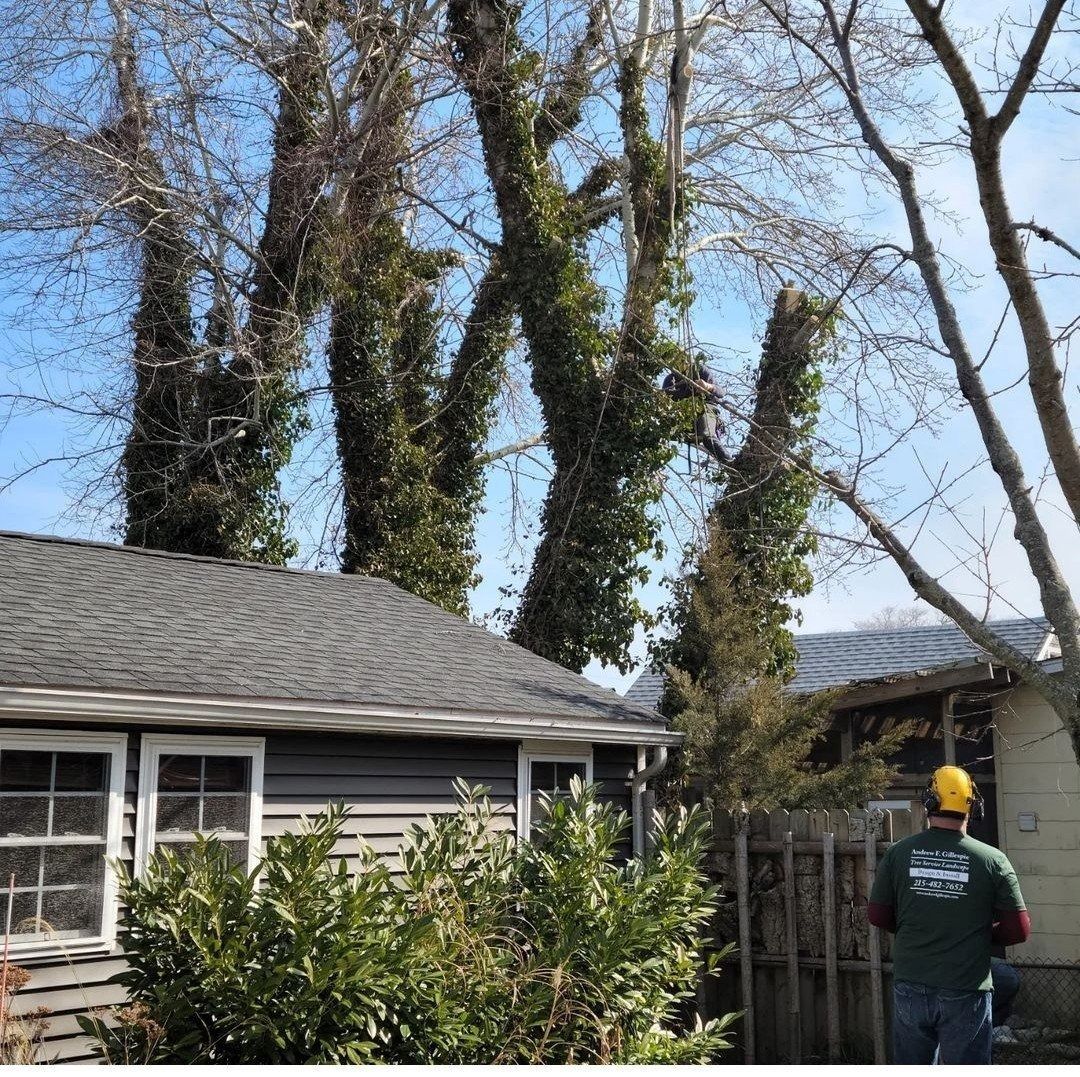 Worker in yellow hard hat inspecting tall ivy-covered trees beside a house
