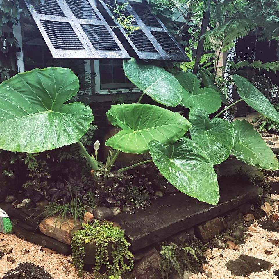 Large green tropical leaves beside a small solar panel in a lush garden