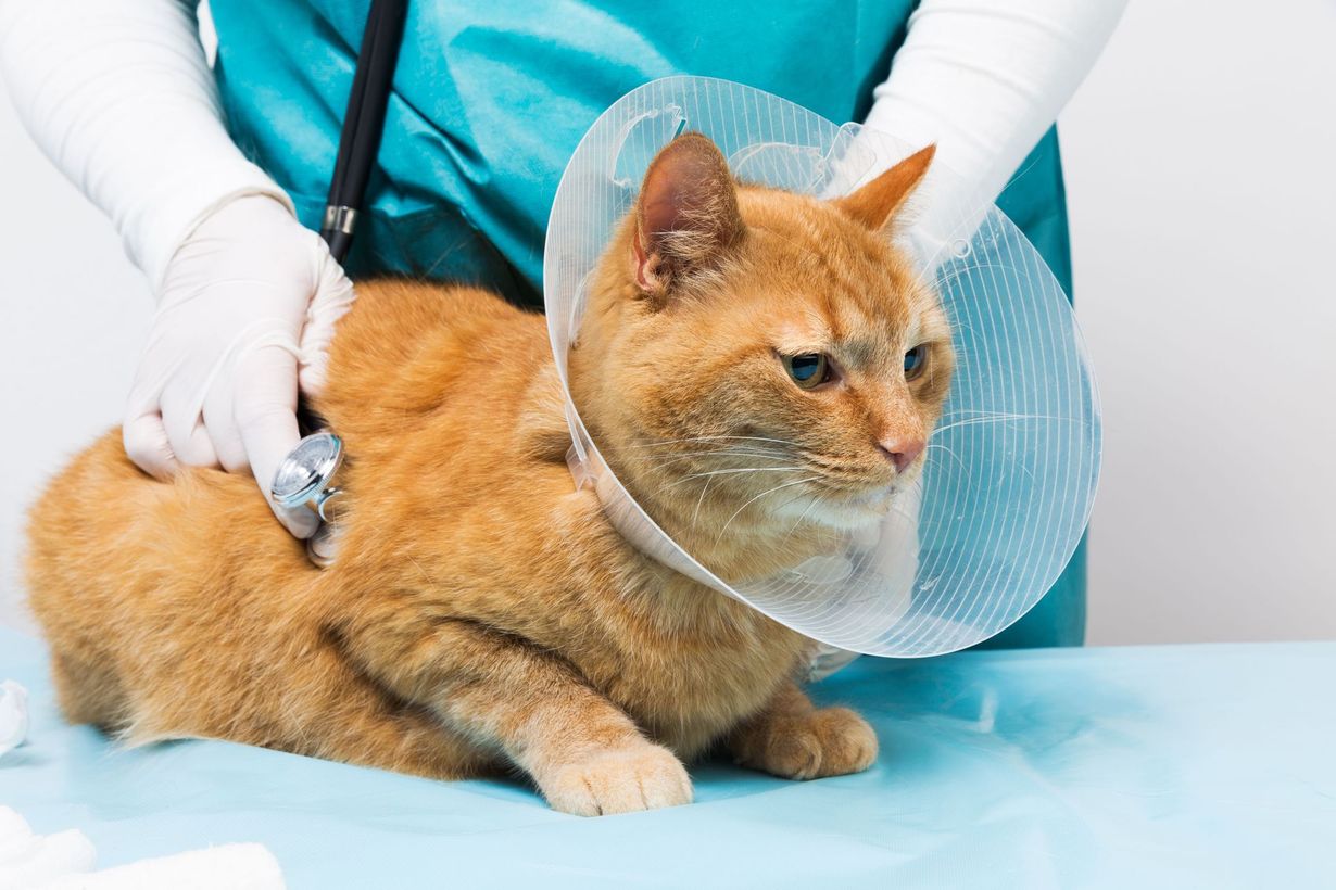 Ridge Animal Clinic