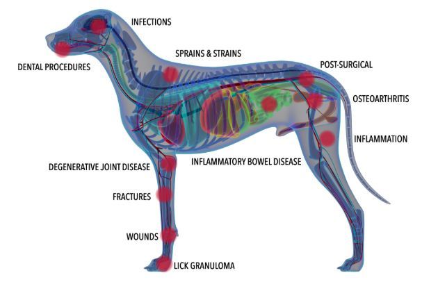 Diagram of a dog with red dots indicating areas of potential health issues labeled around the body.