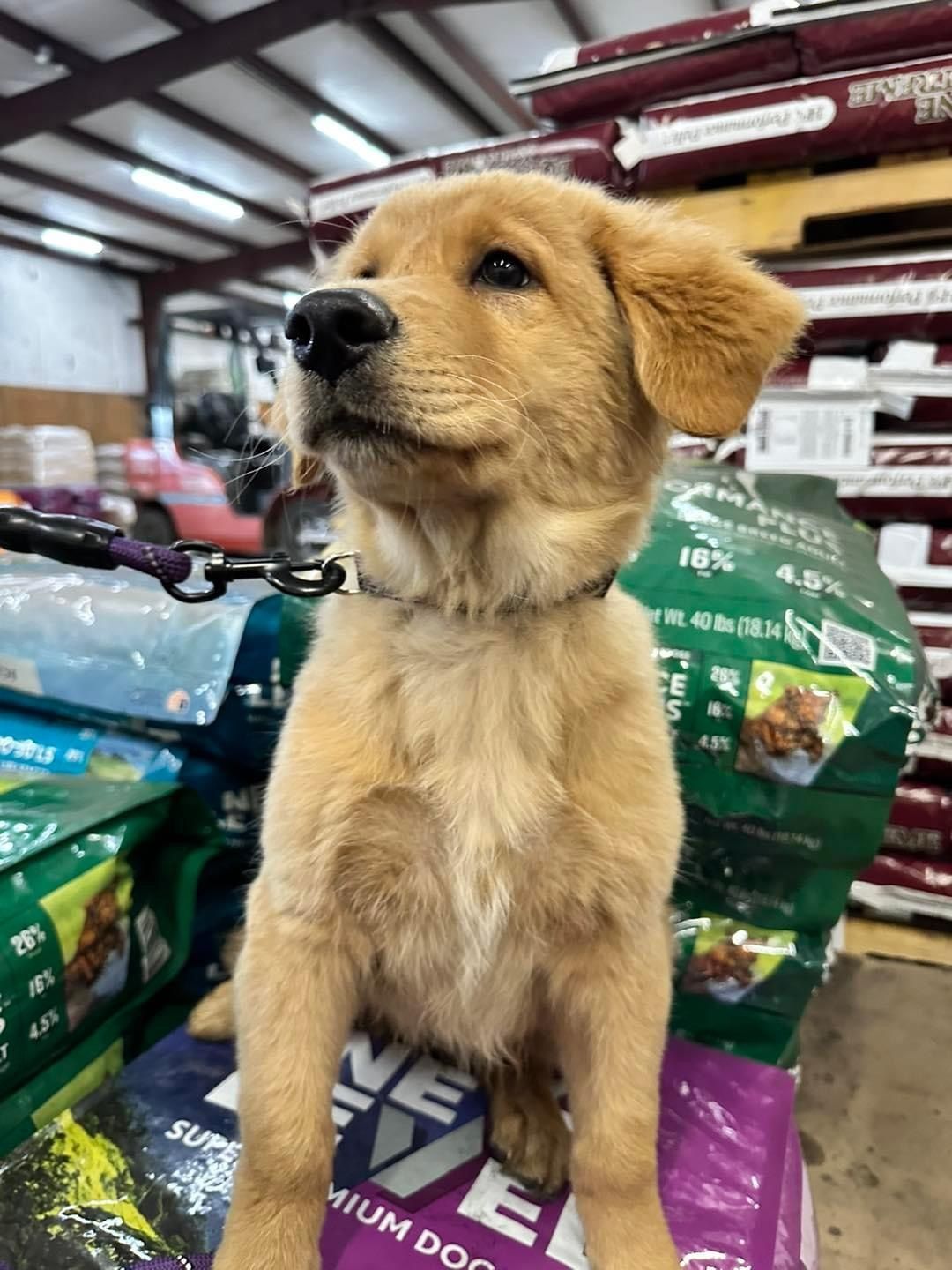 A puppy is sitting next to a bag of dog food in a store.