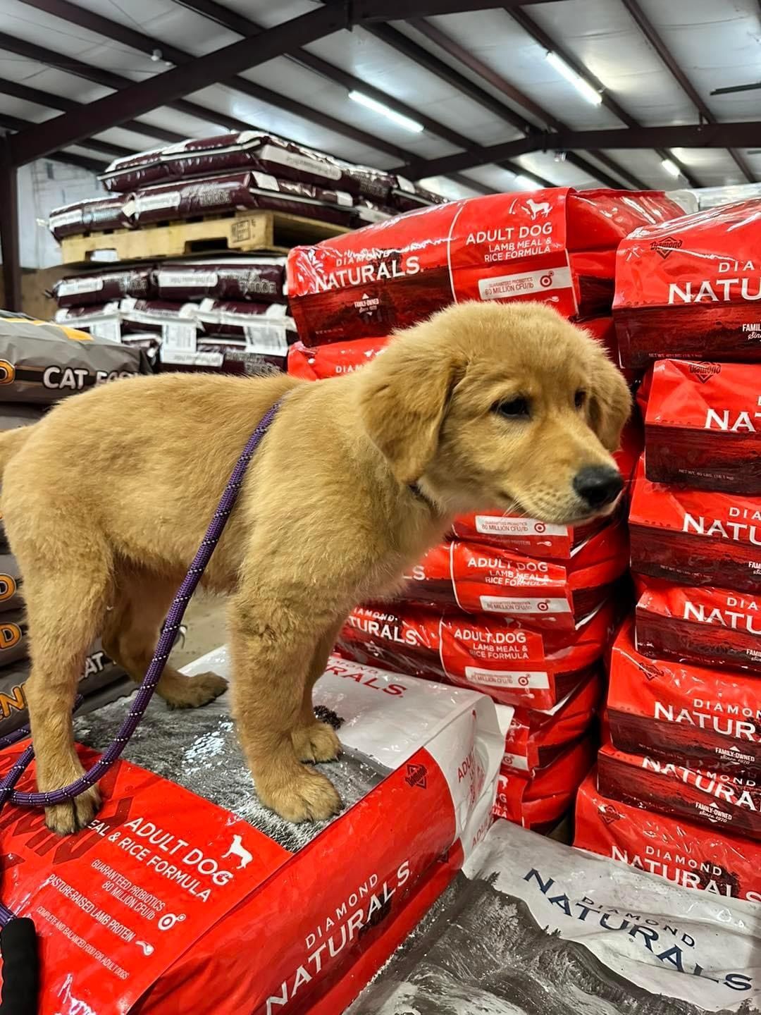 A puppy is standing on top of a pile of dog food.