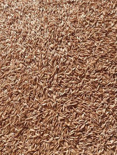 Grass Seed