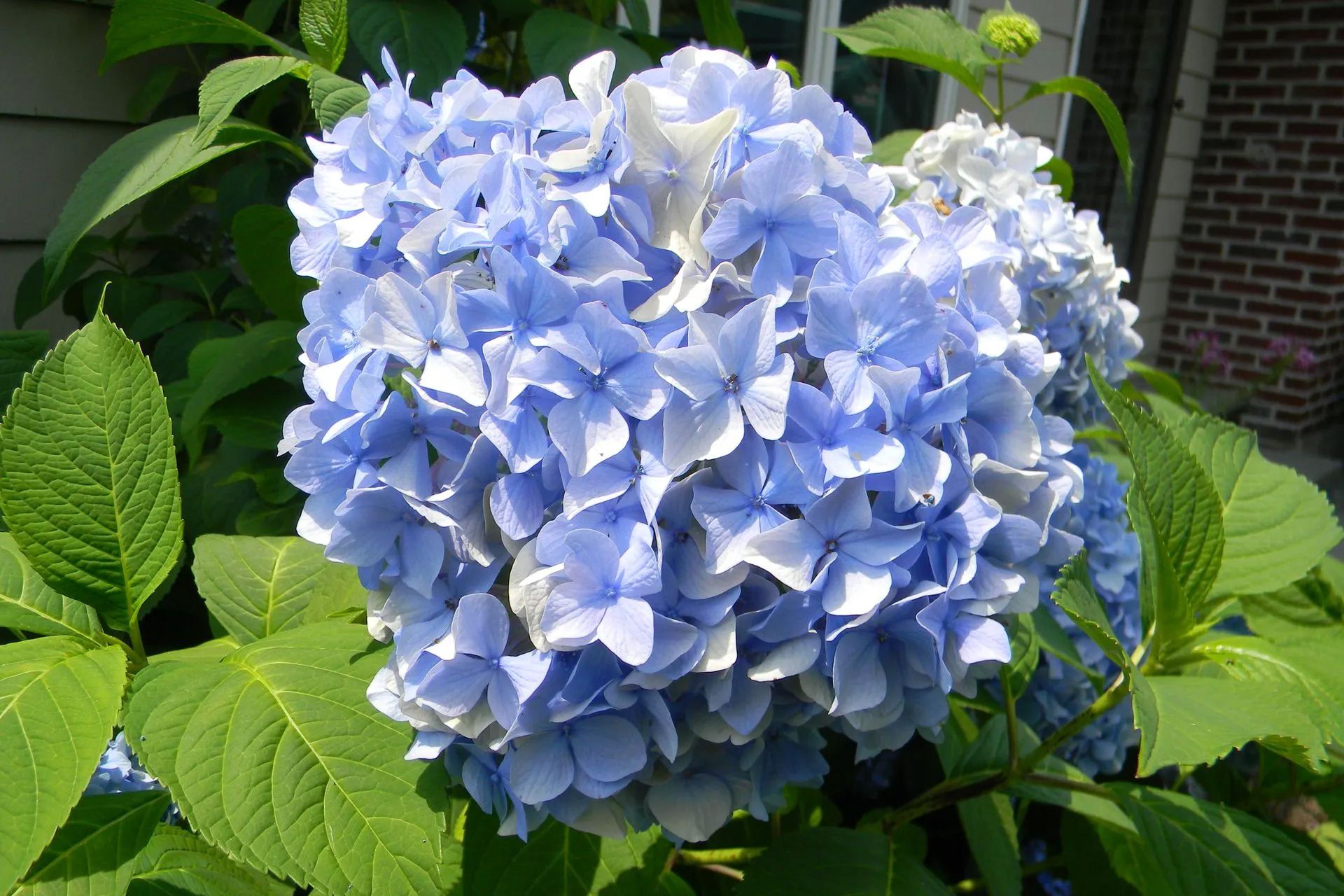 A close up of a blue hydrangea with green leaves