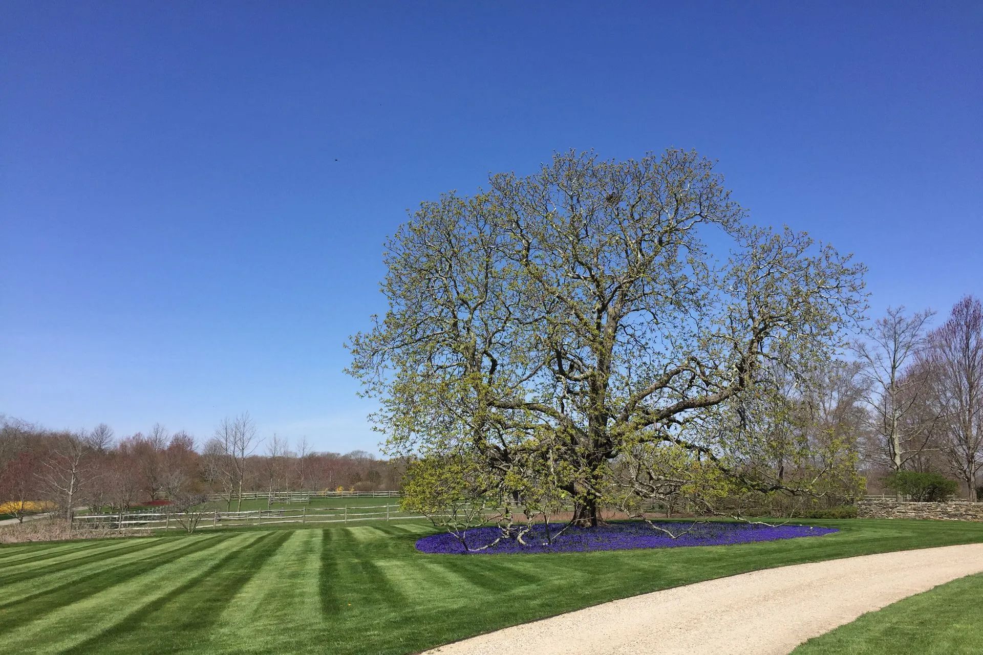 There is a large tree in the middle of a lush green field.
