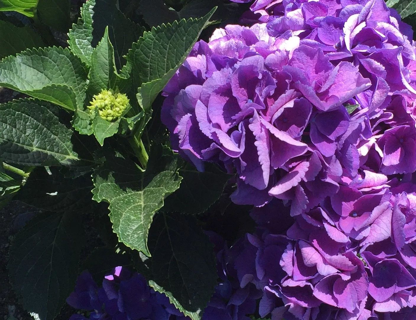 A close up of a purple flower with green leaves
