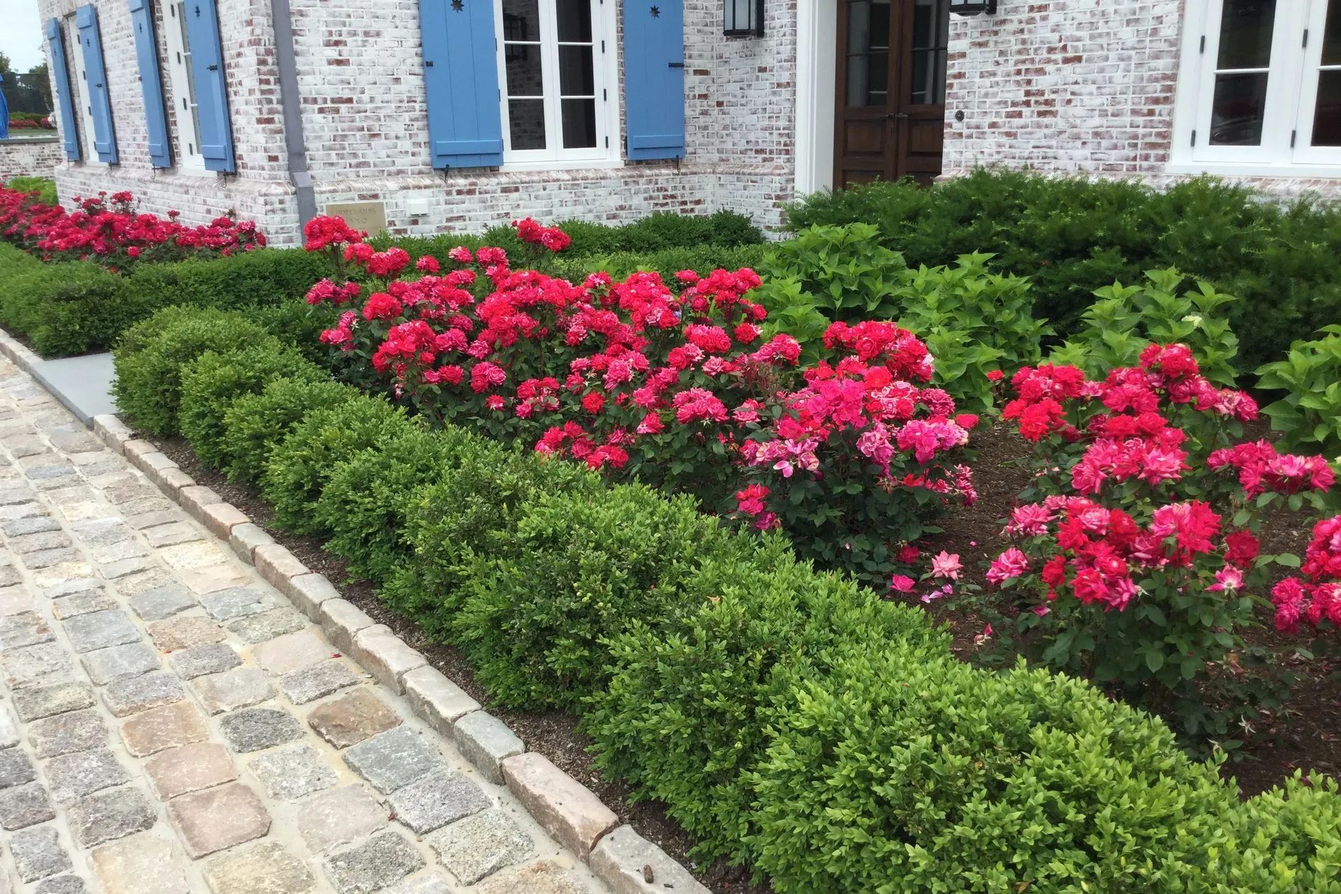 A garden with pink flowers and green bushes in front of a white brick house with blue shutters.